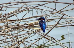 Bird Common Kingfisher Alcedo
