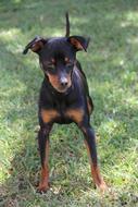 Mammalia Canis Lupus Familiaris