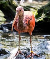 Ibis Bird Animal
