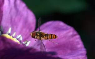 flying bee on a purple flower