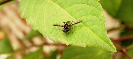 Macro picture of Insect Fly on green leaf
