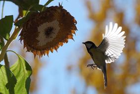 blue Tit in flight at shadow