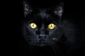 Black Cat Golden Eyes