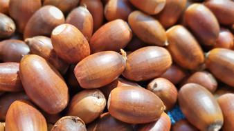 macro photo of brown acorns