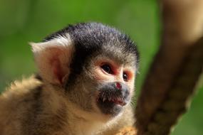 Monkey Squirrel Äffchen