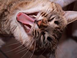 Cat Animalia Mammalia
