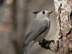 Wildlife Bird Nature