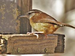 Wildlife Bird Nature