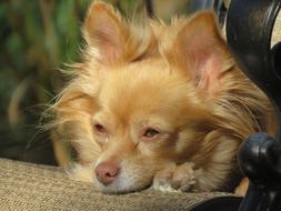Animal Dog Pet