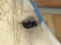 Pure Arab Blood White Eye
