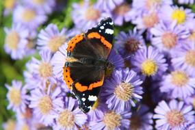 large butterfly on purple flowers