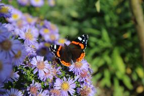 Butterfly Red Admiral