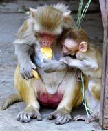 Monkey Baby Mother