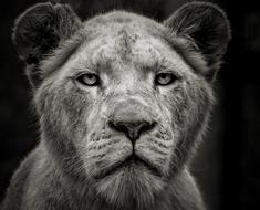 Lion Animal Africa