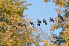 birds sitting on wires