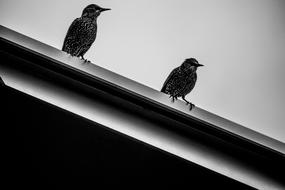 Bird Wildlife Nature