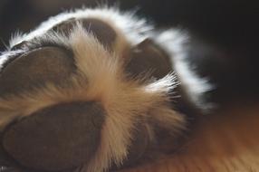 Dog paw Macro
