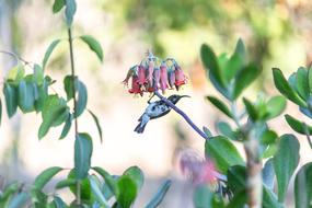 Hummingbird Bird Nature