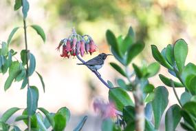 Hummingbird Bird Nature
