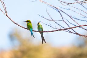 colored birds on tree branches