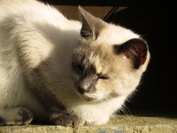 sleepy white cat