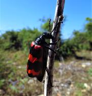 Insect Beetle The Antennæ