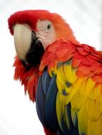 Parrot Macaw Bird
