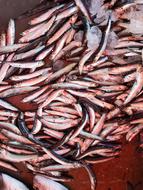 fresh fish catch