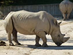 Rhino White Zoo Exotic