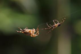 Spider Insect A Spider-Like