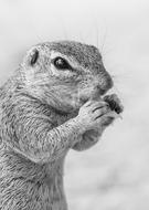 Ground Squirrel Feeding Portrait