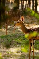 Deer Animal Forest