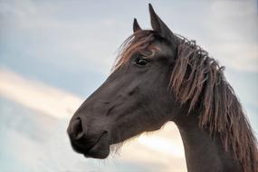 Horse Horsehead Noble Friesian