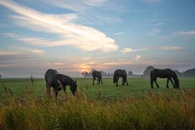 Horse Noble Friesian