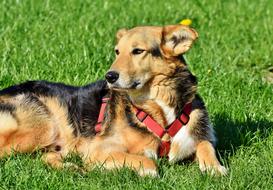 Dog Hybrid Mixed Breed