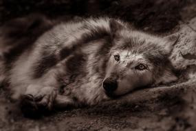 Wolf Animal Home