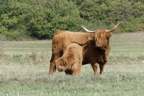 Galloway Beef Calf on field