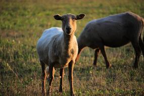 Sheep Animal Herd
