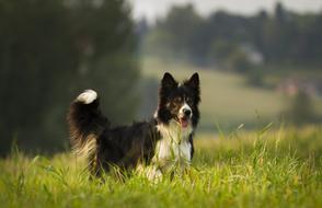 Dog Mammal Animal