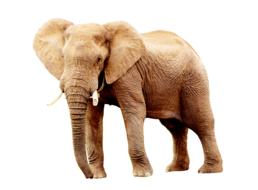 Elephant Animal Animals