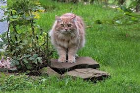 Cat Pet Animal World
