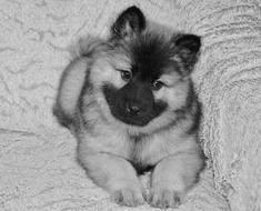 Dog Eurasier puppy