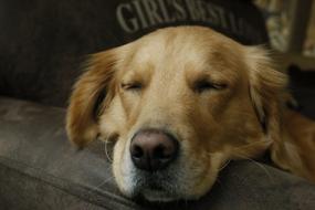 Dog Pets Canine