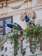 Peacock Castle Architecture