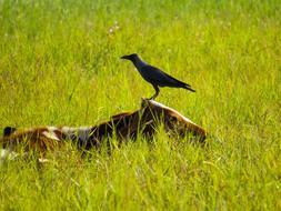 Bird and cow on Grass at Wildlife