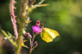 Gonepteryx Rhamni Butterfly Animal