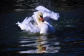 Swan Water