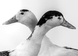 two ducks on a white background