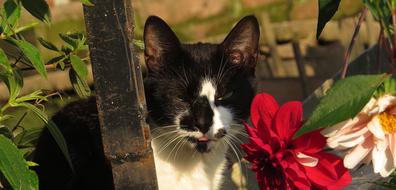 Animalia Cat Nature