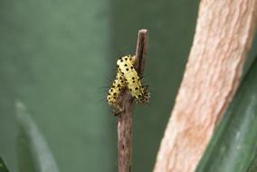 yellow caterpillar